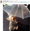 Dog Umbrella