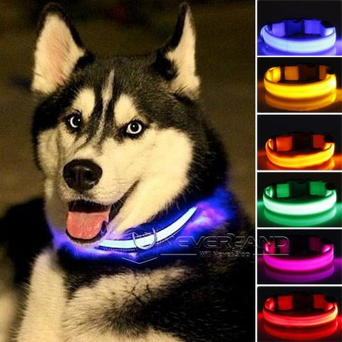 FREE LED Safety Dog Collar