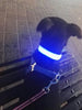 FREE LED Safety Dog Collar